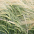 Opera-Zrzut-ekranu2020-11-25093622www.saatbau.pl.png